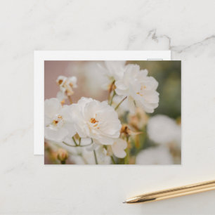 Elegant White Korbin Roses Romantic Photograph Postcard