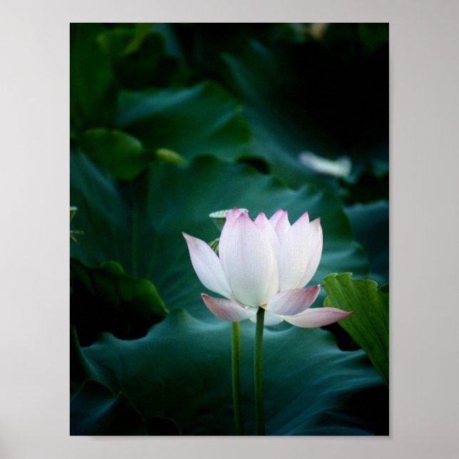 Elegant white Lotus Flower Poster (Front)