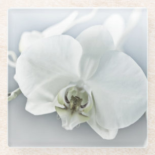 Elegant White Orchid Botanical Art Glass Coaster