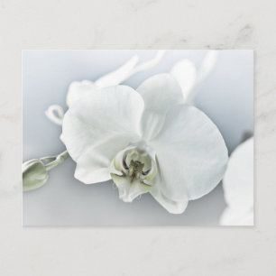 Elegant White Orchid Botanical Art Holiday Postcard