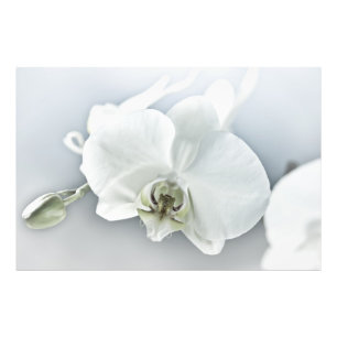 Elegant White Orchid Botanical Art Photo Print