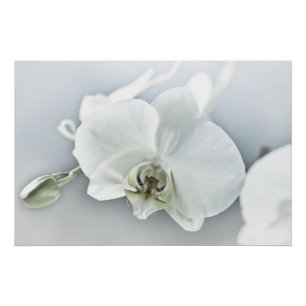 Elegant White Orchid Botanical Art Poster