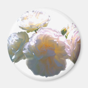 Elegant white peach orange blush roses magnet