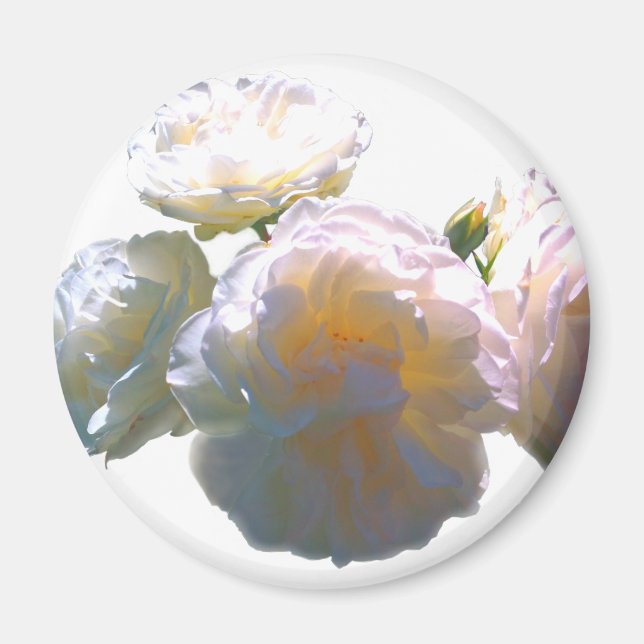 Elegant white peach orange blush roses magnet (Front)