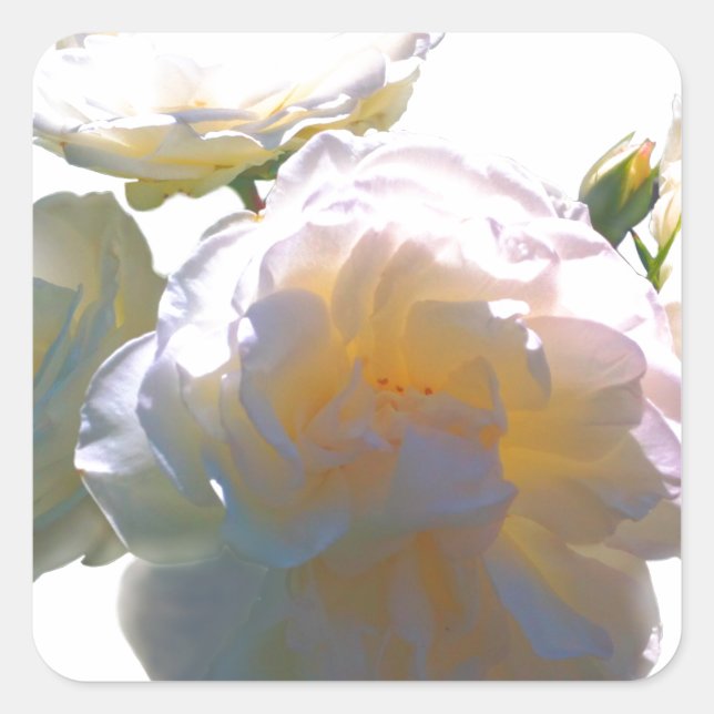 Elegant white peach orange blush roses square sticker (Front)