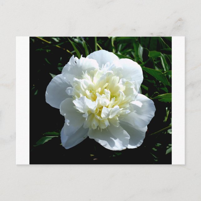 Elegant white peony floral white flower photo postcard (Front)