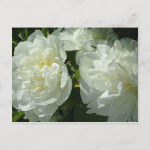 Elegant white peony floral white flower photo postcard