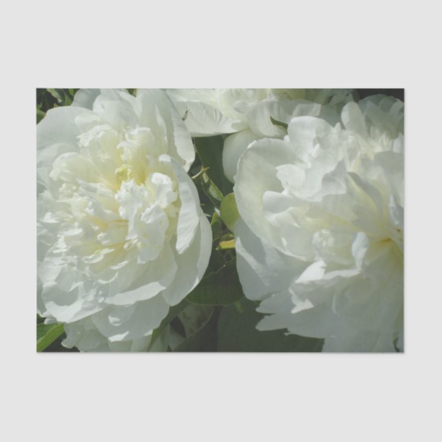 Elegant white peony floral white flower photo tissue paper (Front)