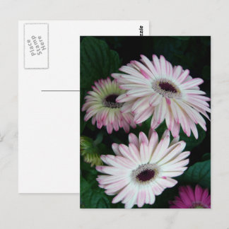 Elegant White & Pink Gerber Daisy Floral Postcard