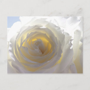 Elegant White Rose Postcard