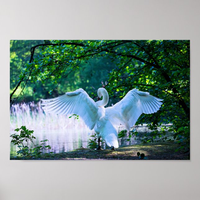 Elegant White Swan Poster (Front)