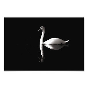 Elegant White Swan Reflection On Black Lake Photo Print