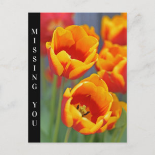 Elegant Yellow and Red Tulip FLower Portrait Postcard