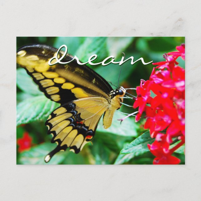 Elegant yellow black butterfly photo dream script postcard (Front)