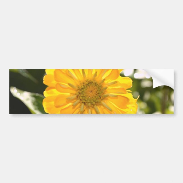 Elegant yellow floral flower daisy bumper sticker (Front)
