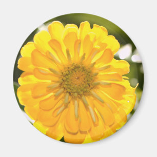 Elegant yellow floral flower daisy magnet