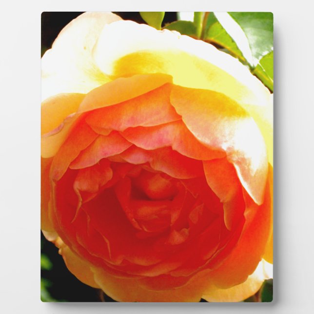 Elegant yellow peach red apricot floral rose plaque (Front)