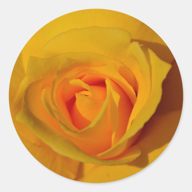 Elegant Yellow Rose photo Classic Round Sticker (Front)