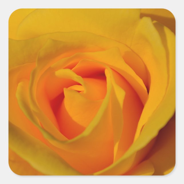 Elegant Yellow Rose photo Square Sticker (Front)