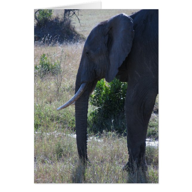 Elephant (Front)