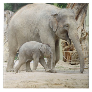 Elephant20151001 Tile