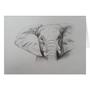 Elephant 2011
