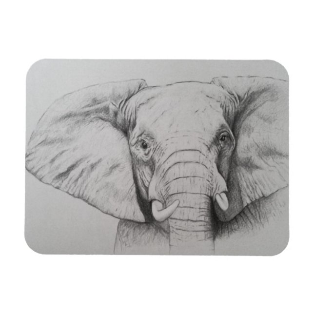 Elephant 2011 magnet (Horizontal)