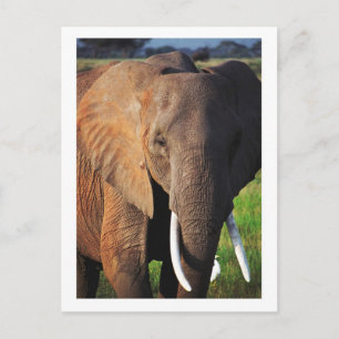 Elephant at Amboseli National Park, Kenya Postcard