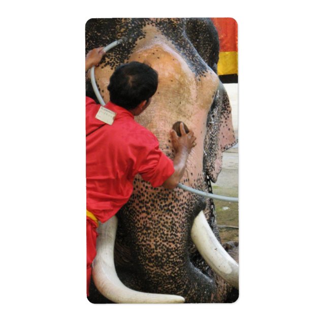 Elephant Bathtime ... Ayutthaya, Thailand (Front)