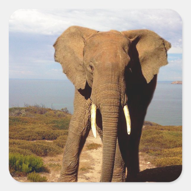 Elephant Beach Day Outing, Square Sticker (Front)