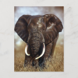 Elephant Bull Prints Postcards
