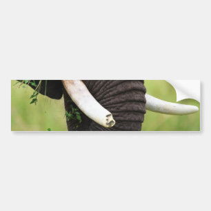 Elephant Bumper Sticker