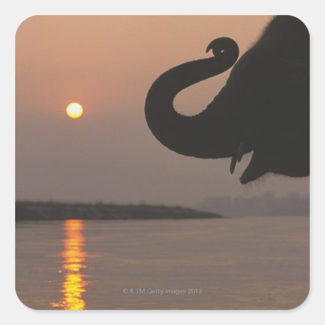 Elephant, Chitwan National Park, Nepal Square Sticker (Front)