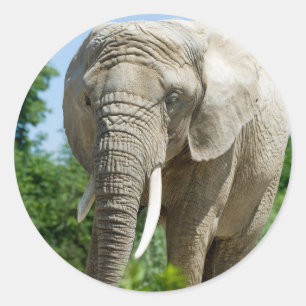 Elephant Classic Round Sticker