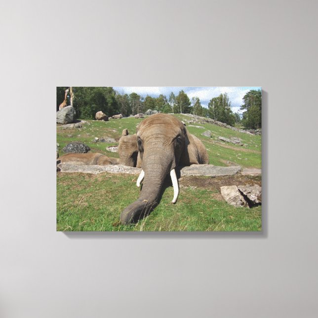 Elephant Close-Up Canvas Print (Front)