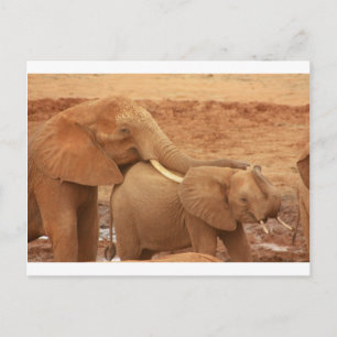 elephant custom personalise diy Anniversaries Postcard