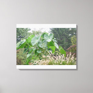 Elephant Ear Plant Canvas Print