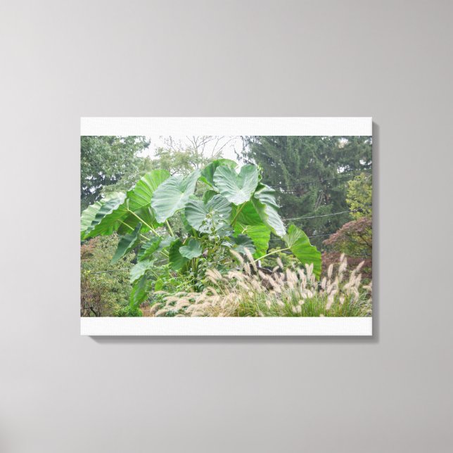 Elephant Ear Plant Canvas Print (Front)