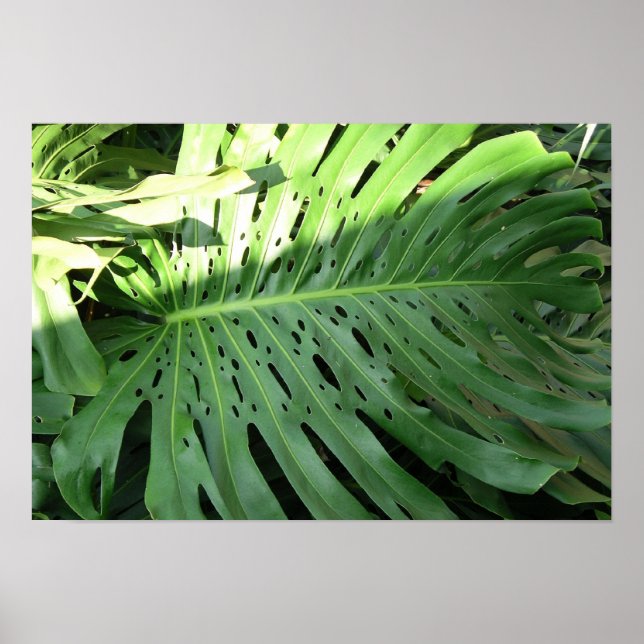 Elephant Ear Plant Poster (Front)