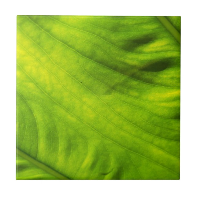 Elephant Ear Taro Ceramic Tile (Front)