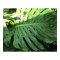 Elephant Ear Tropical Plant Poster