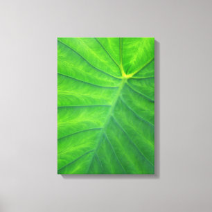 Elephant Ears - Colocasia Canvas Print