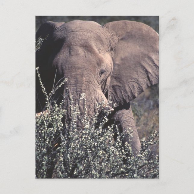 Elephant - Etosha National Park, Namibia Postcard (Front)