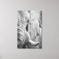 Elephant Eye