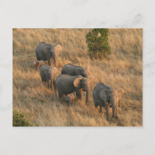 elephant family aerial postcard