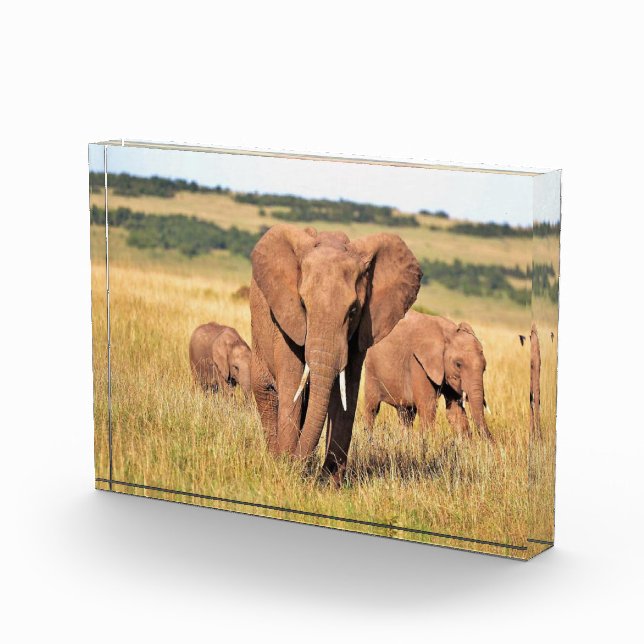 Elephant family in the bushes photo block (Right)