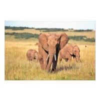 Elephant family in the bushes