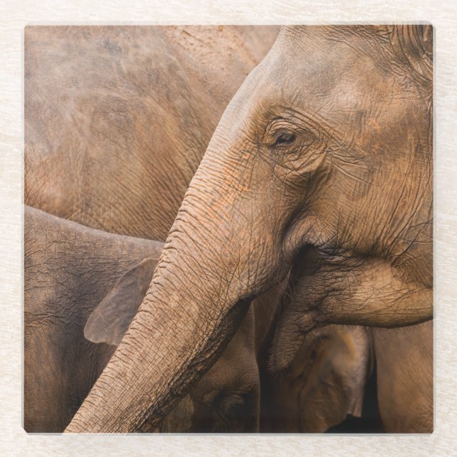 Elephant Family: Majestic Wildlife Glass Coaster (Front)
