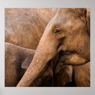 Elephant Family: Majestic Wildlife Poster