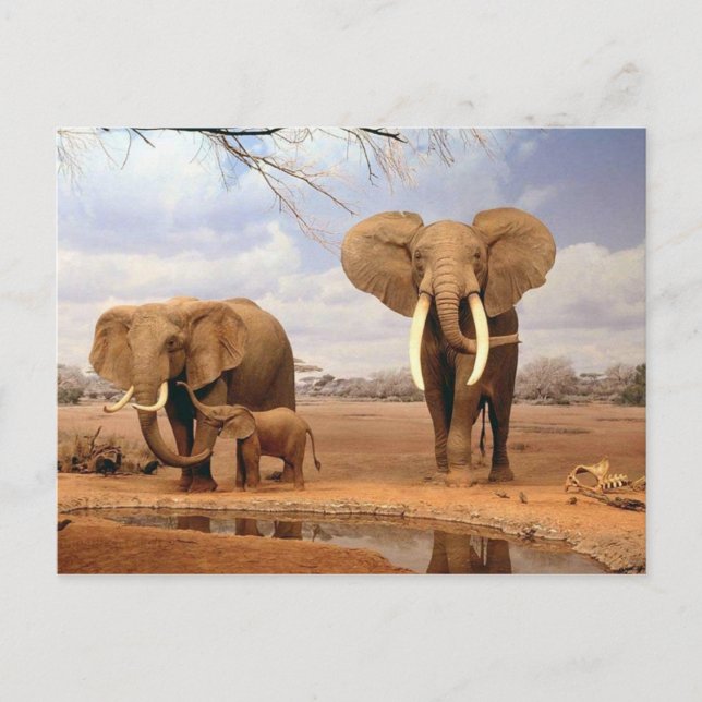 Elephant Family Postcard (Front)